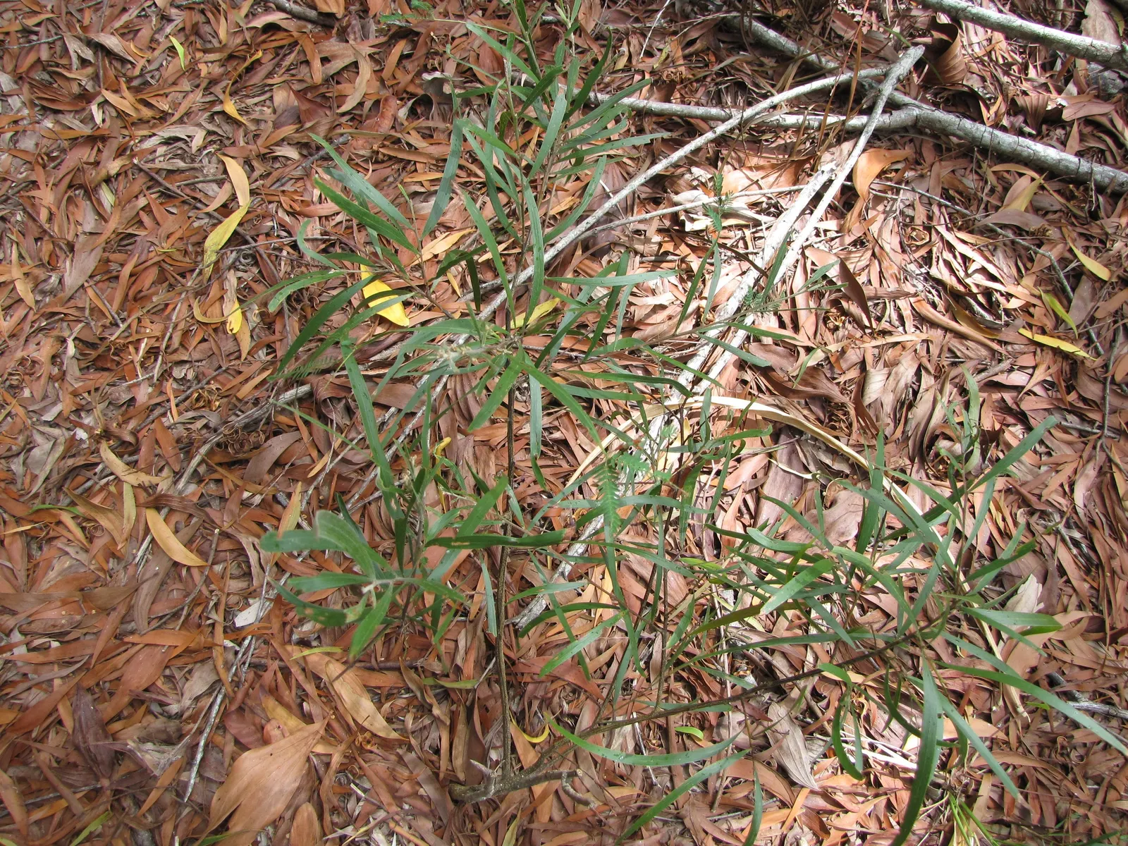 Blackwood Acacia (Acacia Melanoxylon) — functioning both as an elegant; adding a splash of color and interest