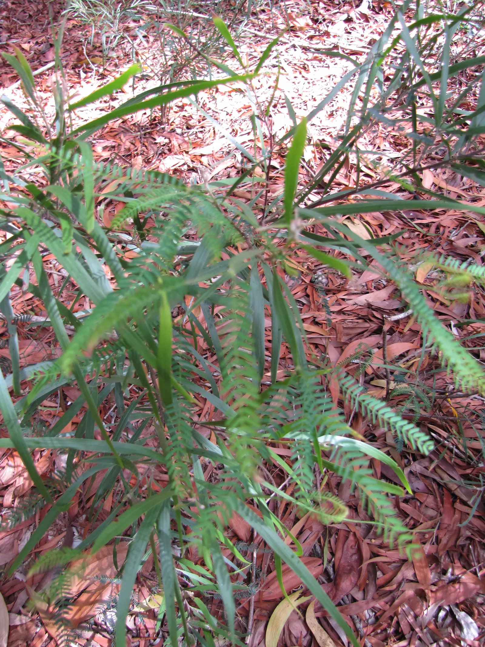 Blackwood Acacia (Acacia Melanoxylon) — making it a versatile choice for diverse landscapes; originating from southeastern Australia