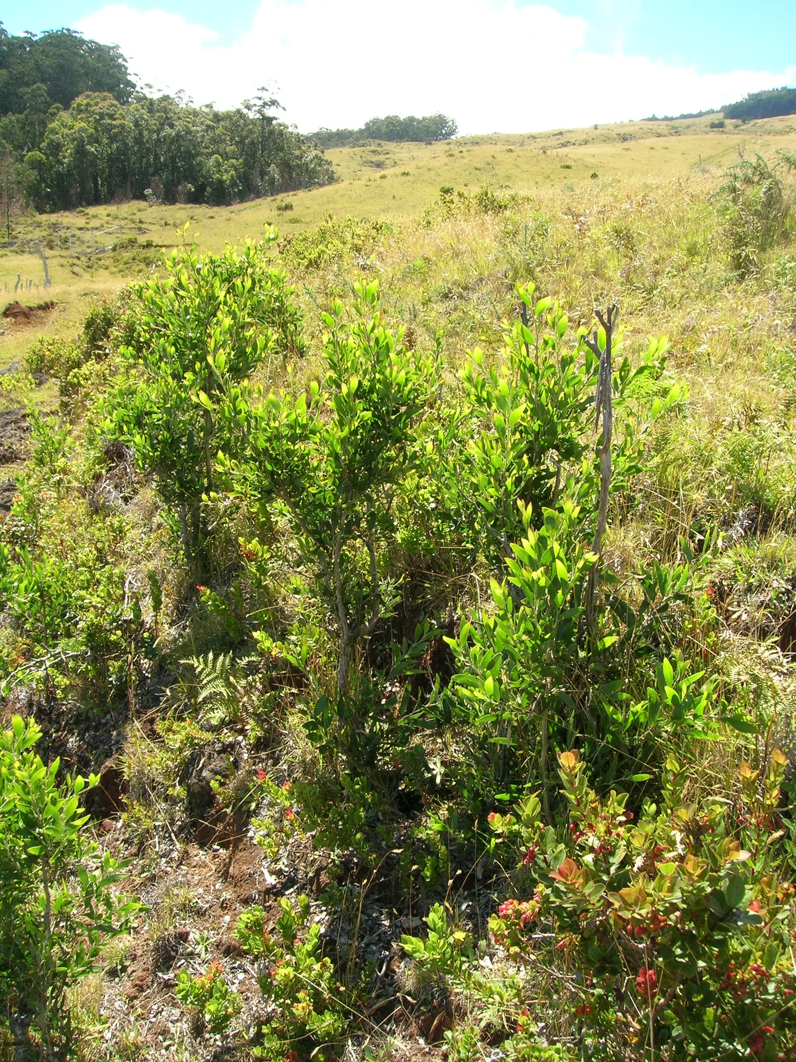 Blackwood Acacia (Acacia Melanoxylon) — the Acacia melanoxylon thrives in full sun conditions and is highly adaptable to various soil types
