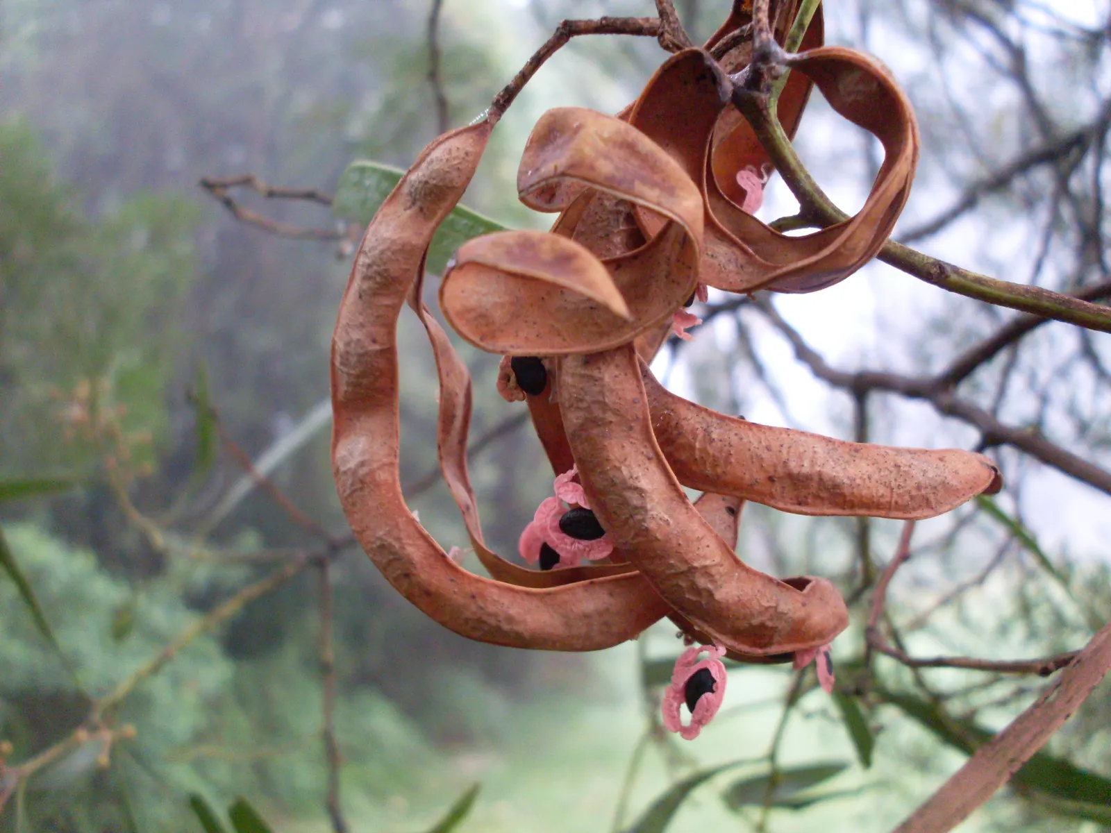 Blackwood Acacia (Acacia Melanoxylon) — Its growth rate is moderately fast; solitary specimen and as part of a mixed screen or windbreak