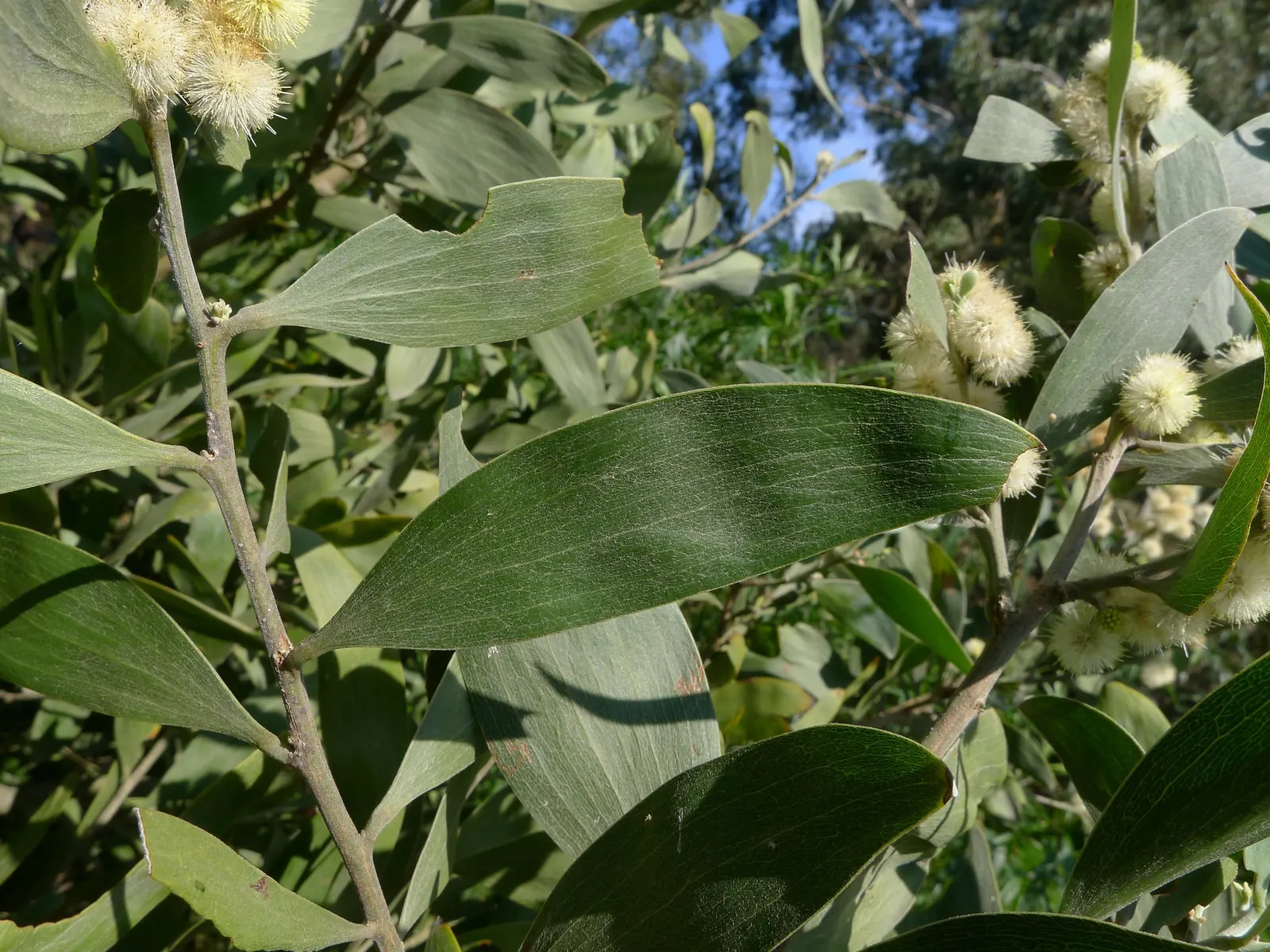 Blackwood Acacia (Acacia Melanoxylon) — Its drought tolerance is noteworthy