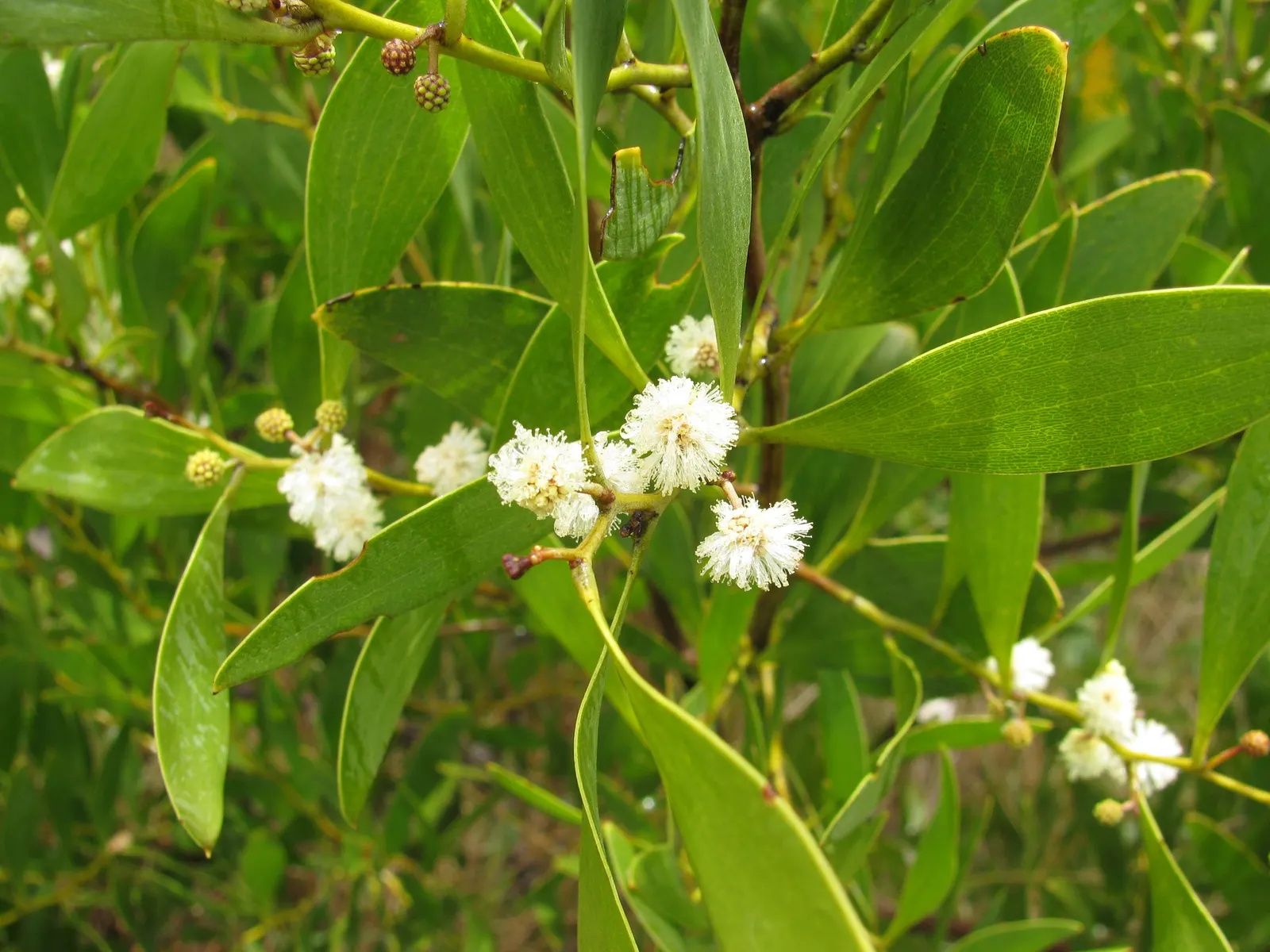Blackwood Acacia (Acacia Melanoxylon) — Its wood is prized for fine furniture