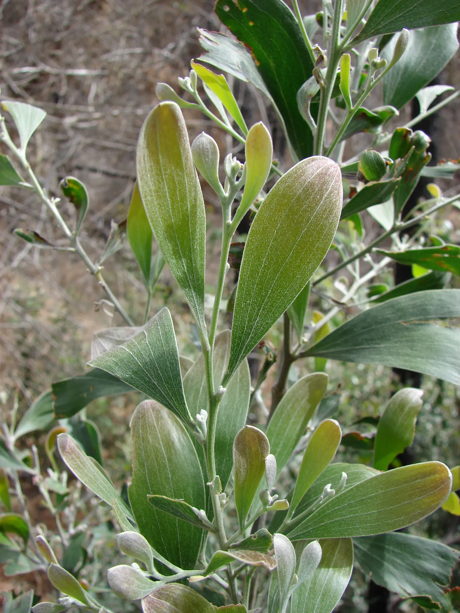 Blackwood Acacia (Acacia Melanoxylon) — this adaptable species quickly flourishes to reach an impressive height of 30 to 50 feet; with a canopy spread of 20 to