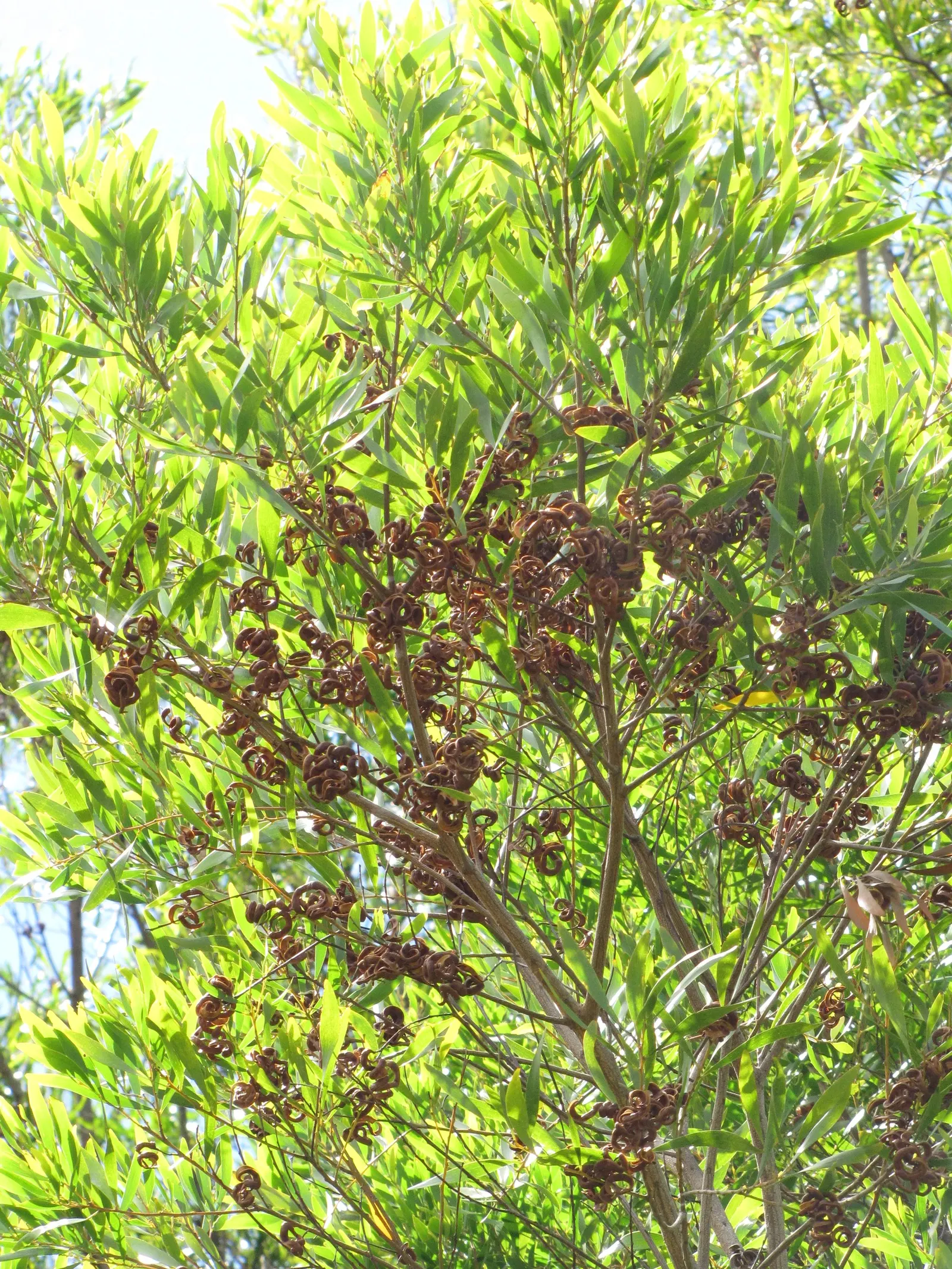 Blackwood Acacia (Acacia Melanoxylon) — although it prefers well-drained soils; the Acacia melanoxylon thrives in full sun conditions and is highly adaptable