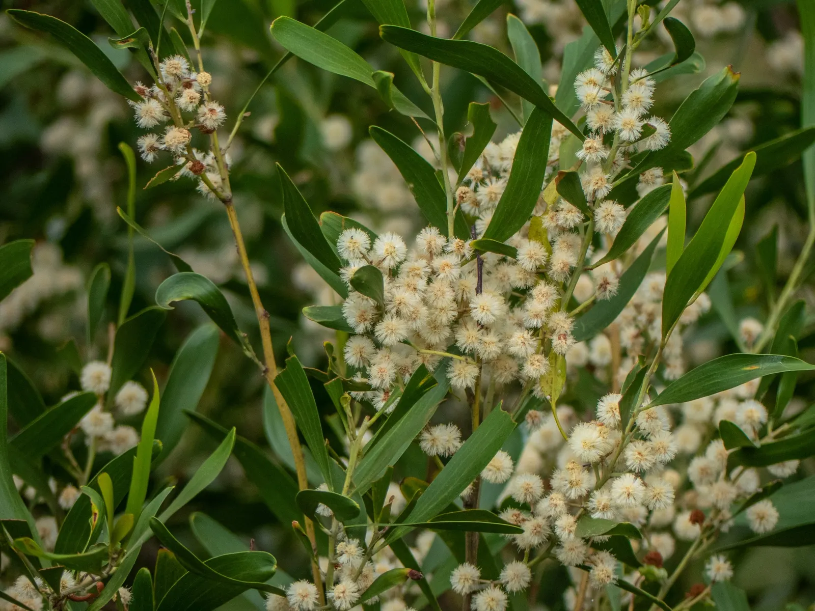 Blackwood Acacia (Acacia Melanoxylon) — tree with white blooms; although it prefers well-drained soils