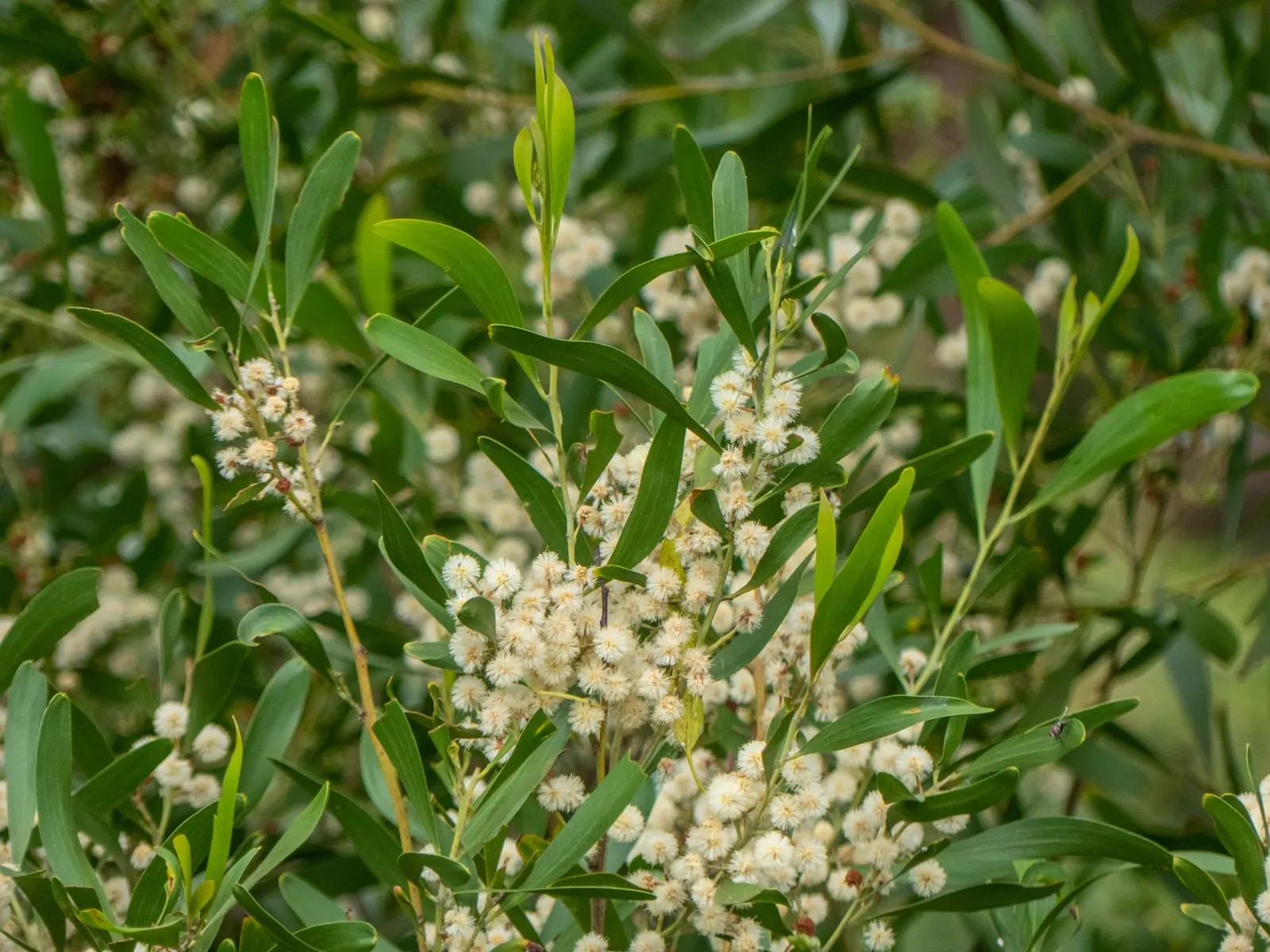 Blackwood Acacia (Acacia Melanoxylon) — tree for full; it's a favorable selection for clients who appreciate both beauty and resilience in their garden