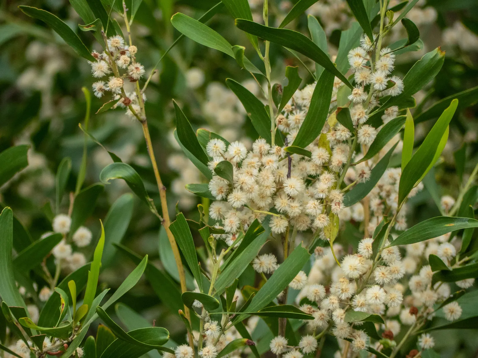 Blackwood Acacia (Acacia Melanoxylon) — fast-growing tree native to Australia; this adaptable species quickly flourishes to reach an impressive, image 64