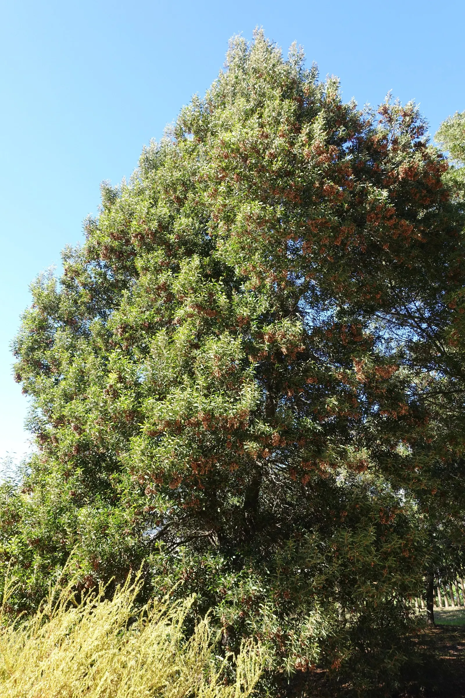Blackwood Acacia (Acacia Melanoxylon) — it's a favorable selection for clients who appreciate both beauty and resilience in their garden; caution: potentially