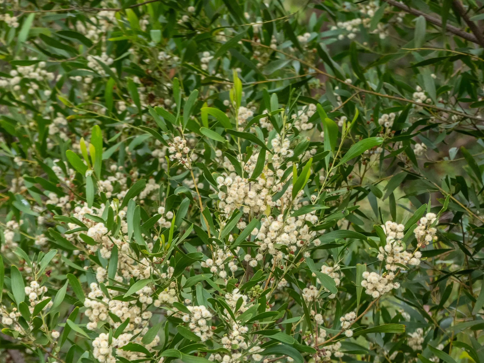 Blackwood Acacia (Acacia Melanoxylon) — white flowers in the garden; dense canopy of dark green