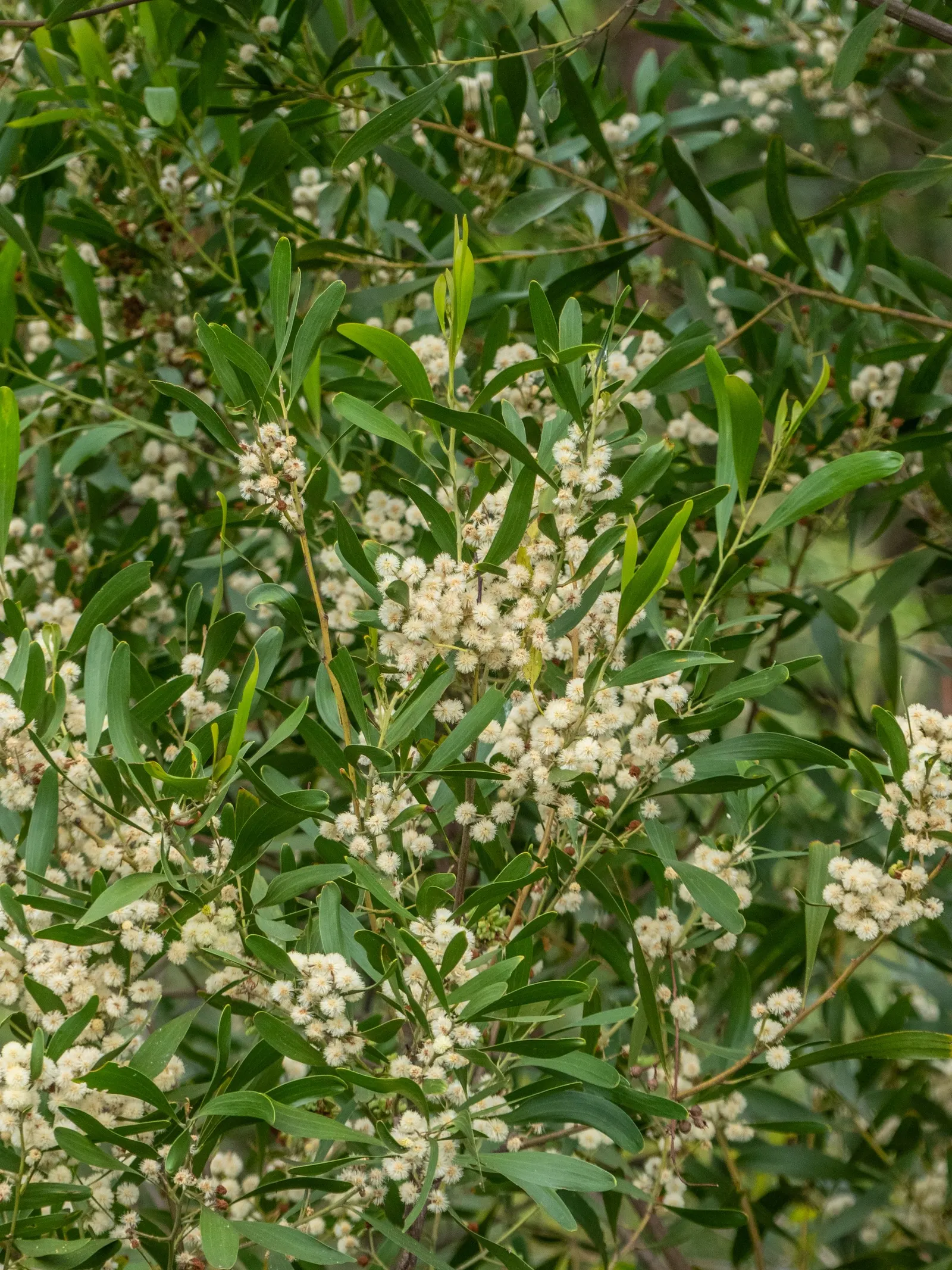 Blackwood Acacia (Acacia Melanoxylon) — Blackwood Acacia (Acacia melanoxylon) is an evergreen; it features dense, dark green foliage with a weeping, image 63