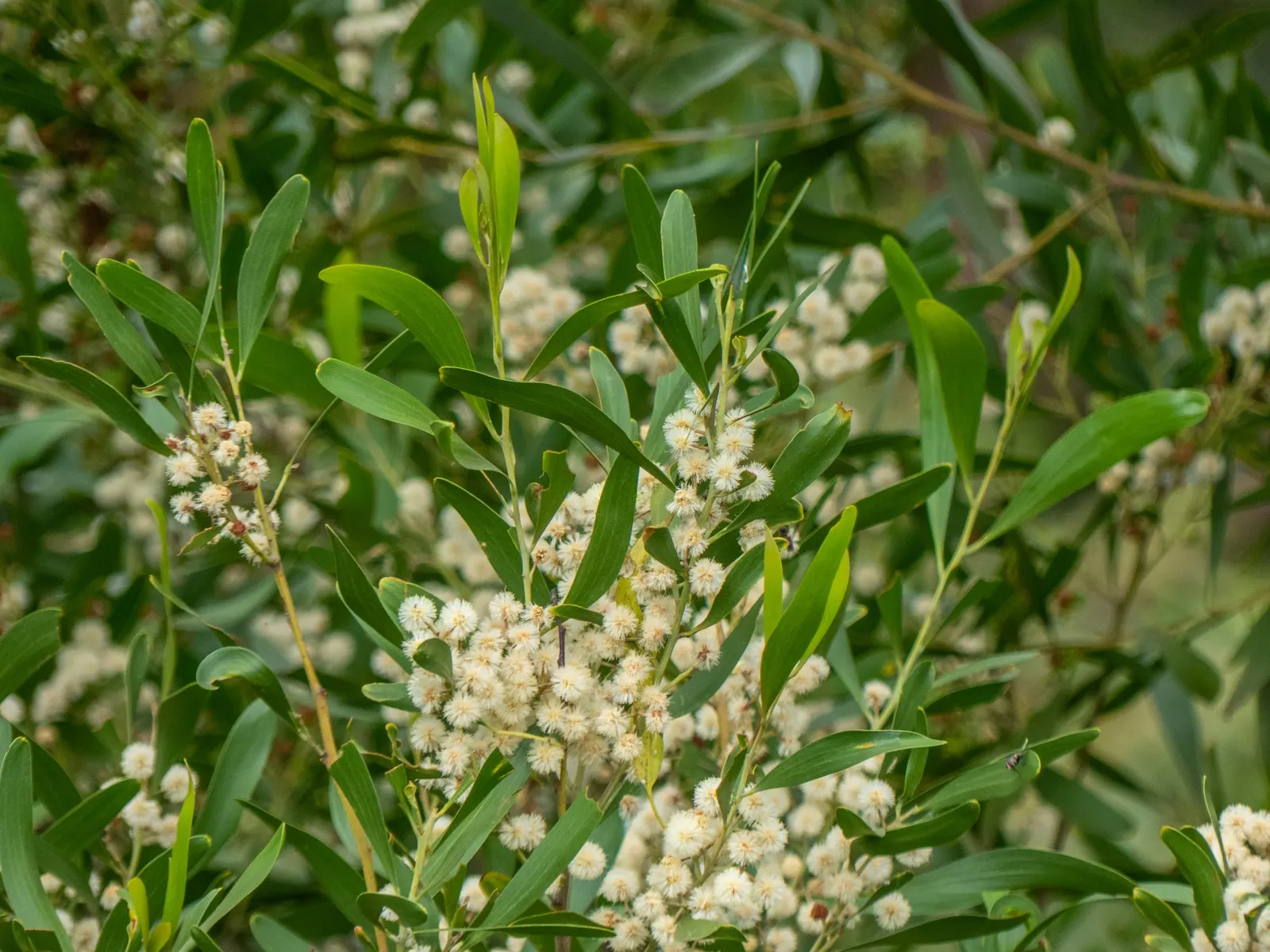 Blackwood Acacia (Acacia Melanoxylon) — solitary specimen and as part of a mixed screen or windbreak; making it a versatile choice for diverse landscapes