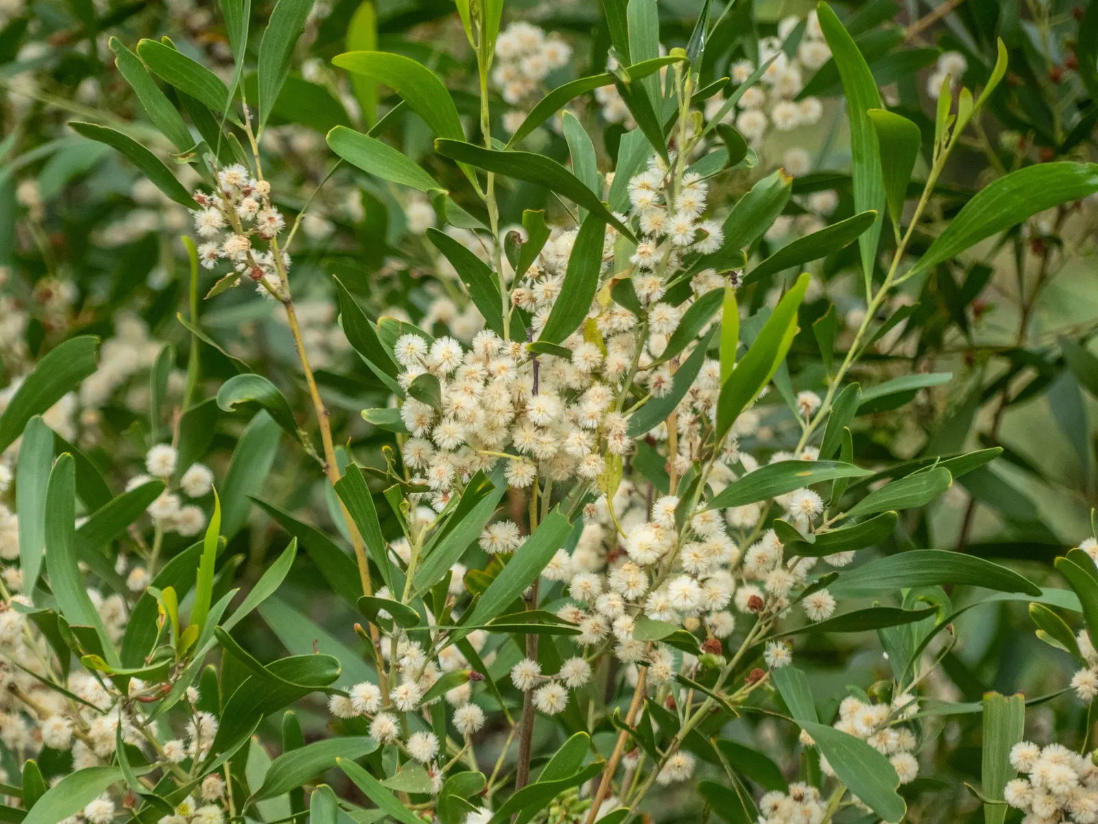 Blackwood Acacia (Acacia Melanoxylon) — With minimal maintenance requirements and a hardy constitution; tree for full