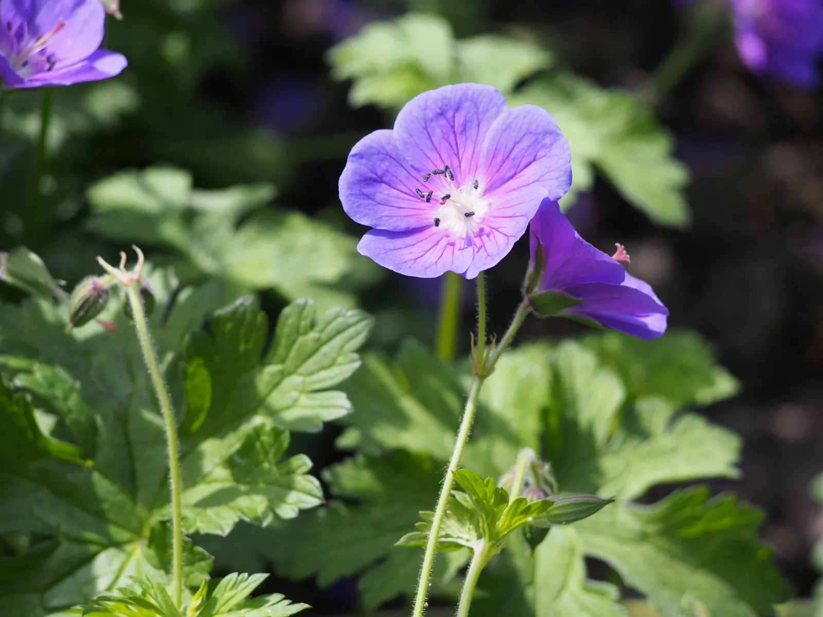 Johnson's Blue Cranesbill (Geranium 'Johnson's Blue') — Cut back after the first flush to encourage rebloom; is a perennial flowering plant esteemed for its