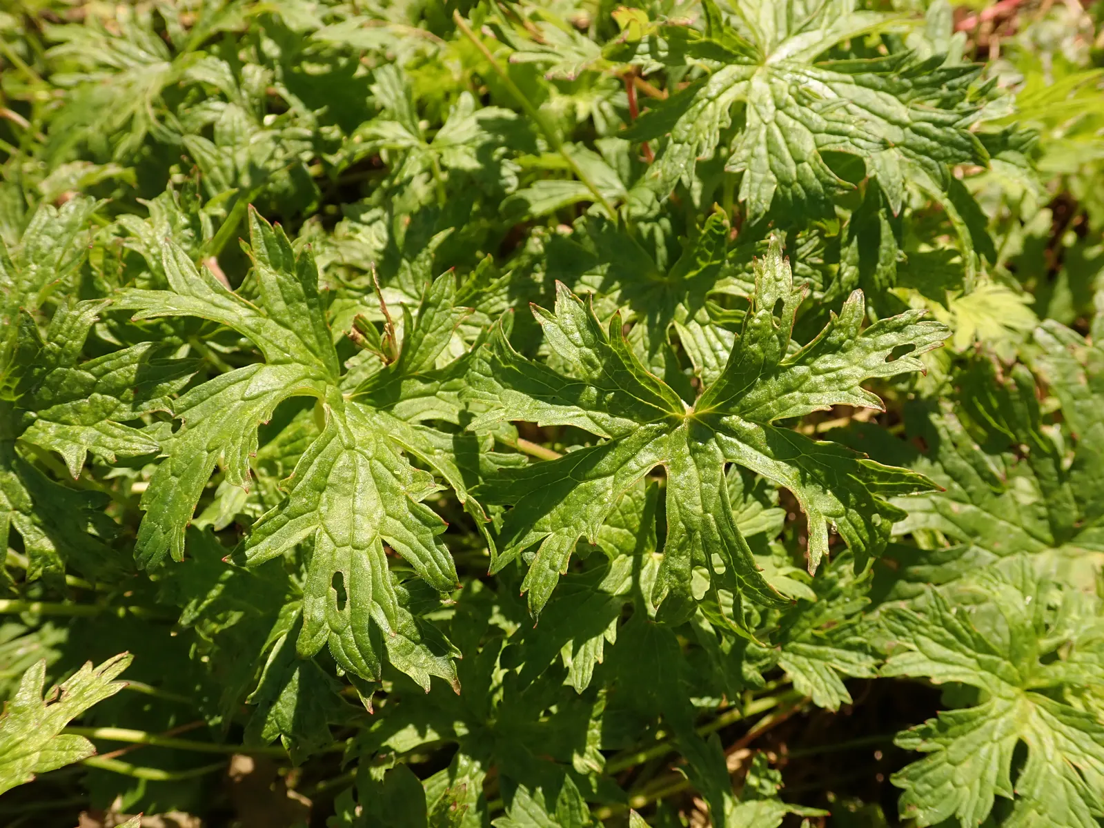 Johnson's Blue Cranesbill (Geranium 'Johnson's Blue') — Cut back after the first flush to encourage rebloom