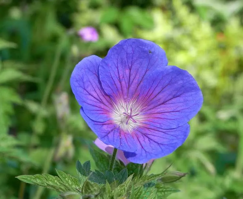 Johnson's Blue Cranesbill (Geranium 'Johnson's Blue') — with blossoms appearing from late spring to early summer