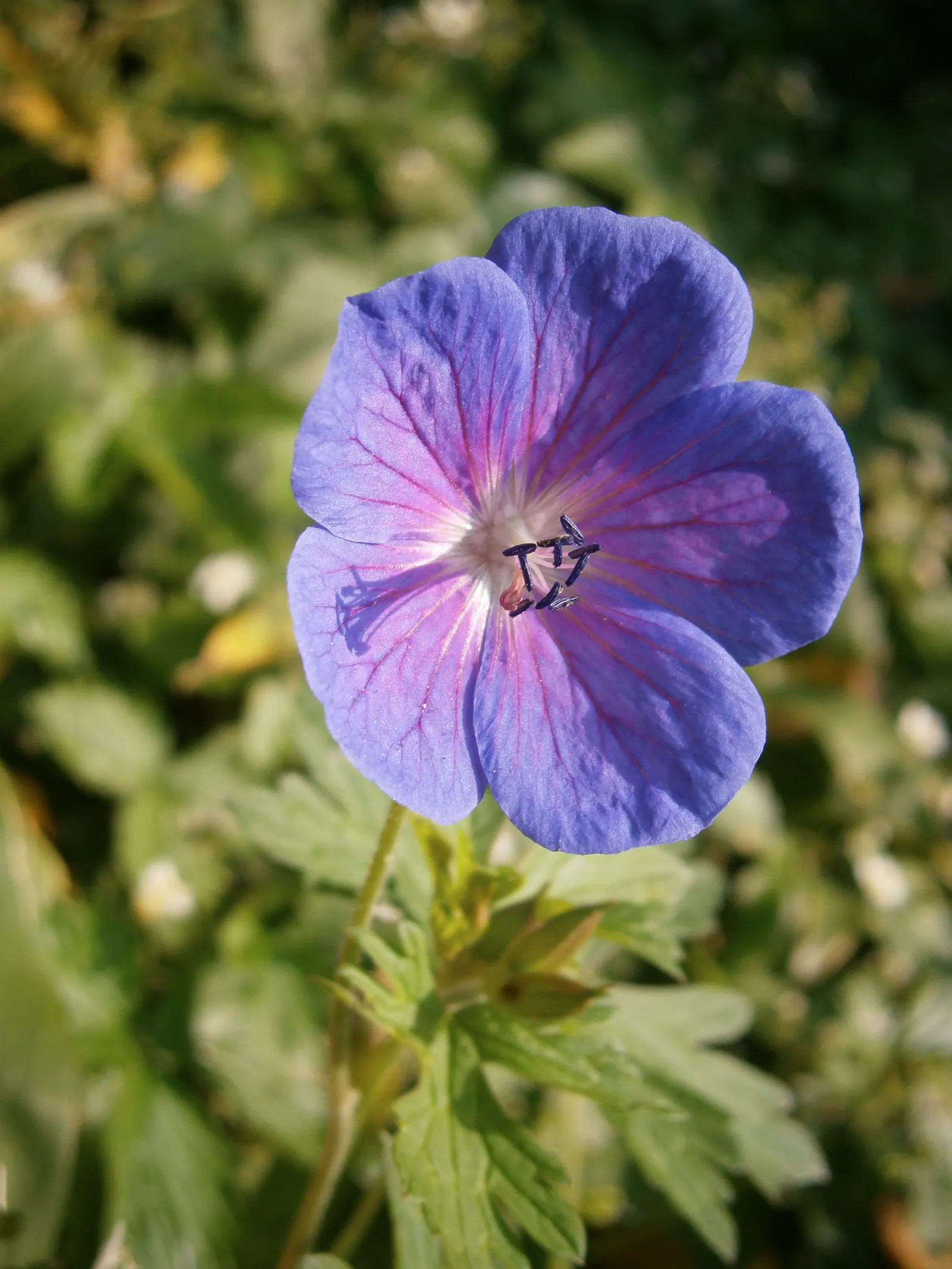 Johnson's Blue Cranesbill (Geranium 'Johnson's Blue') — providing extended seasonal interest.<br><br>Ideal for USDA hardiness zones 4 through 8