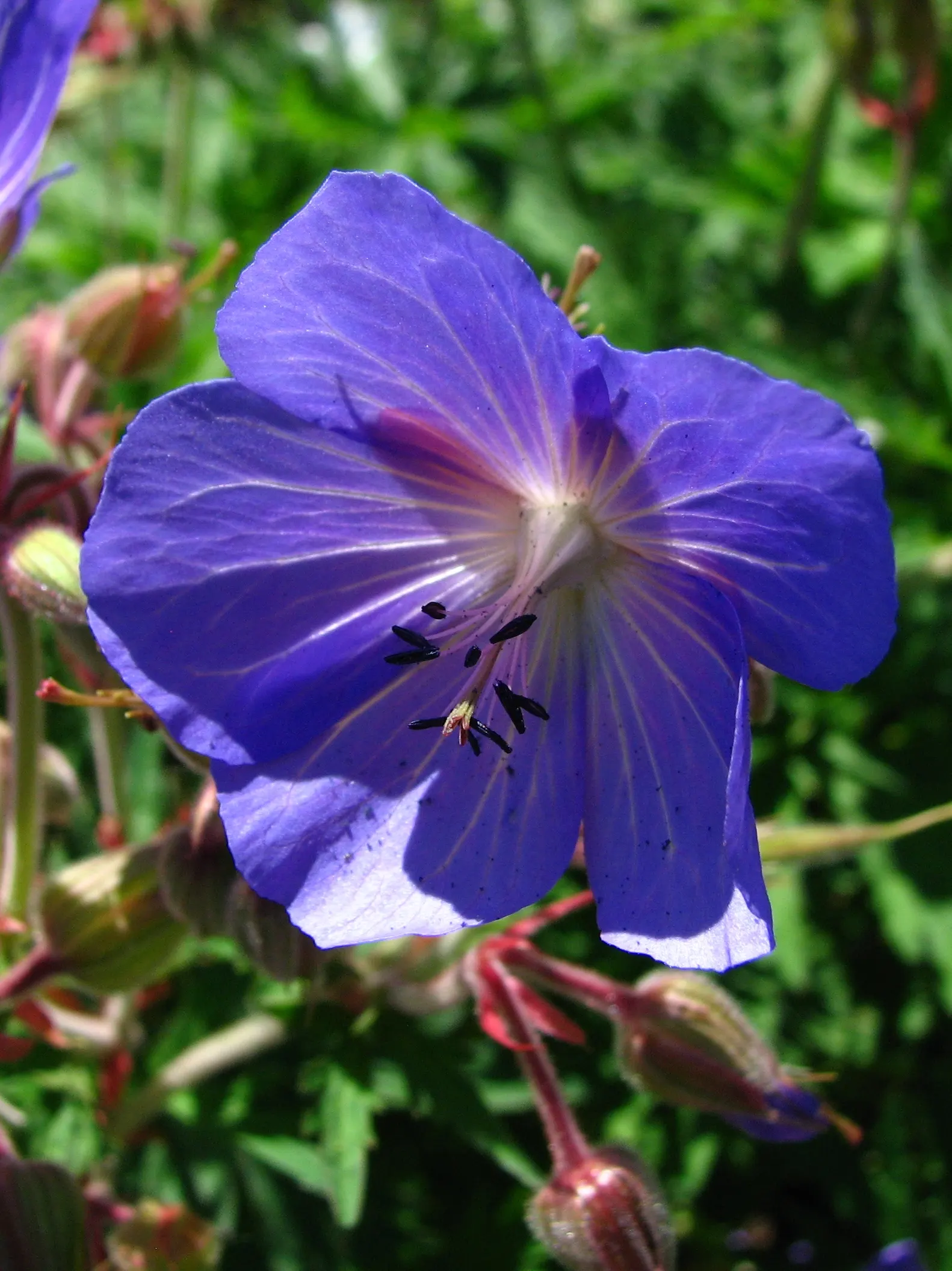 Johnson's Blue Cranesbill (Geranium 'Johnson's Blue') — The Geranium 'Johnson's Blue' is a perennial showcasing vivid periwinkle-blue flowers with delicate