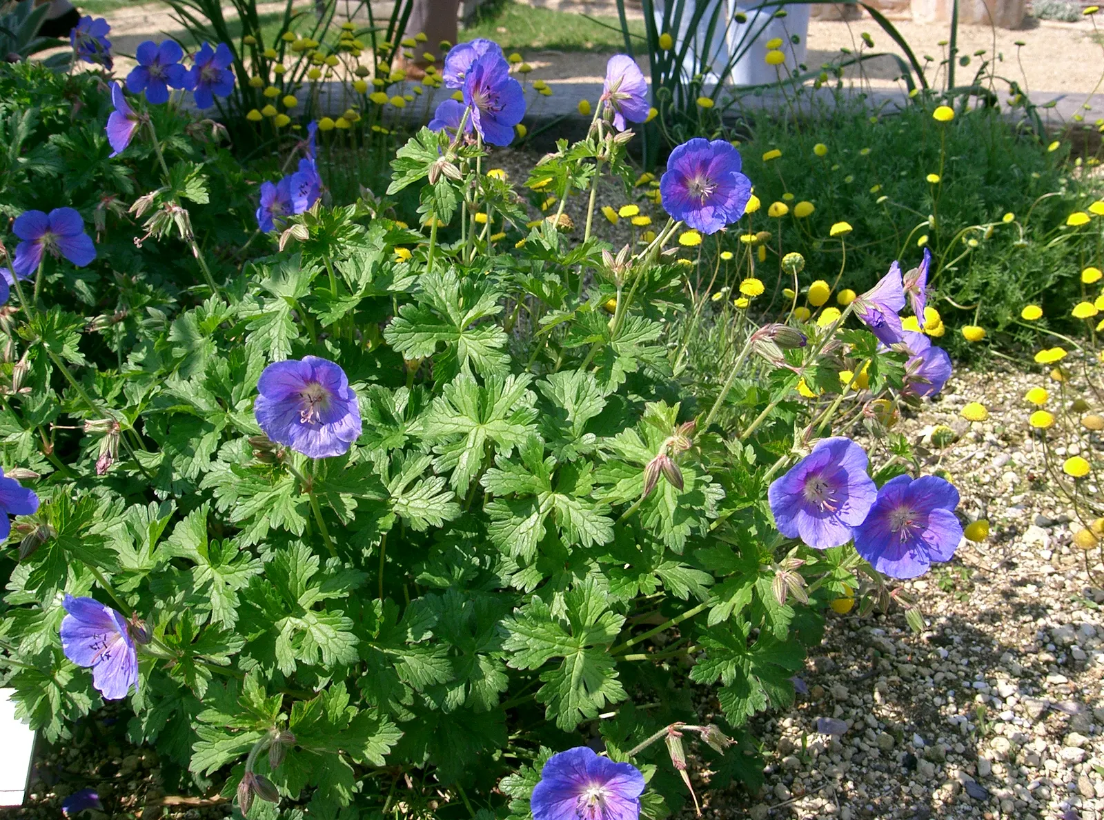 Johnson's Blue Cranesbill (Geranium 'Johnson's Blue') — commonly referred to as Johnson's Blue Cranesbill