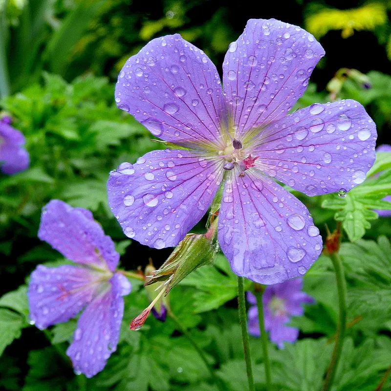 Johnson's Blue Cranesbill (Geranium 'Johnson's Blue') — light green leaves often turn into hues of red in the fall