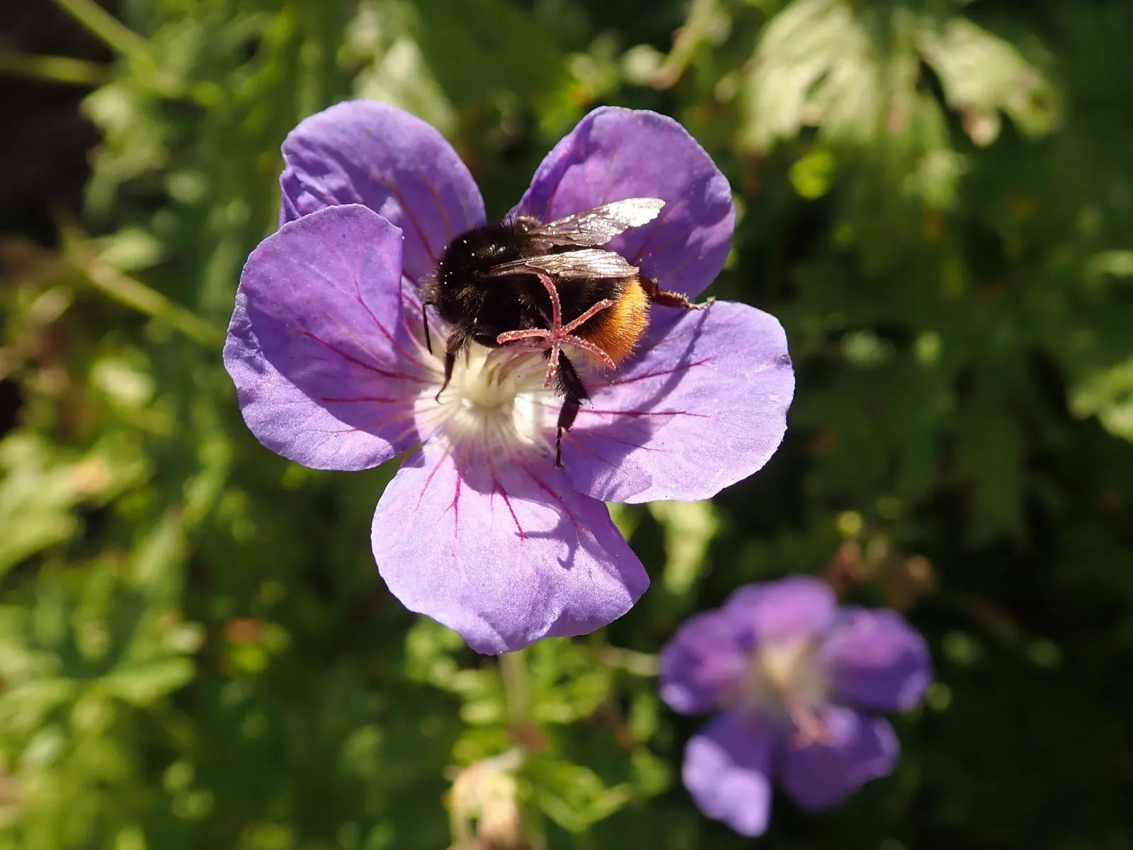 Johnson's Blue Cranesbill (Geranium 'Johnson's Blue') — spanning up to 2 inches across