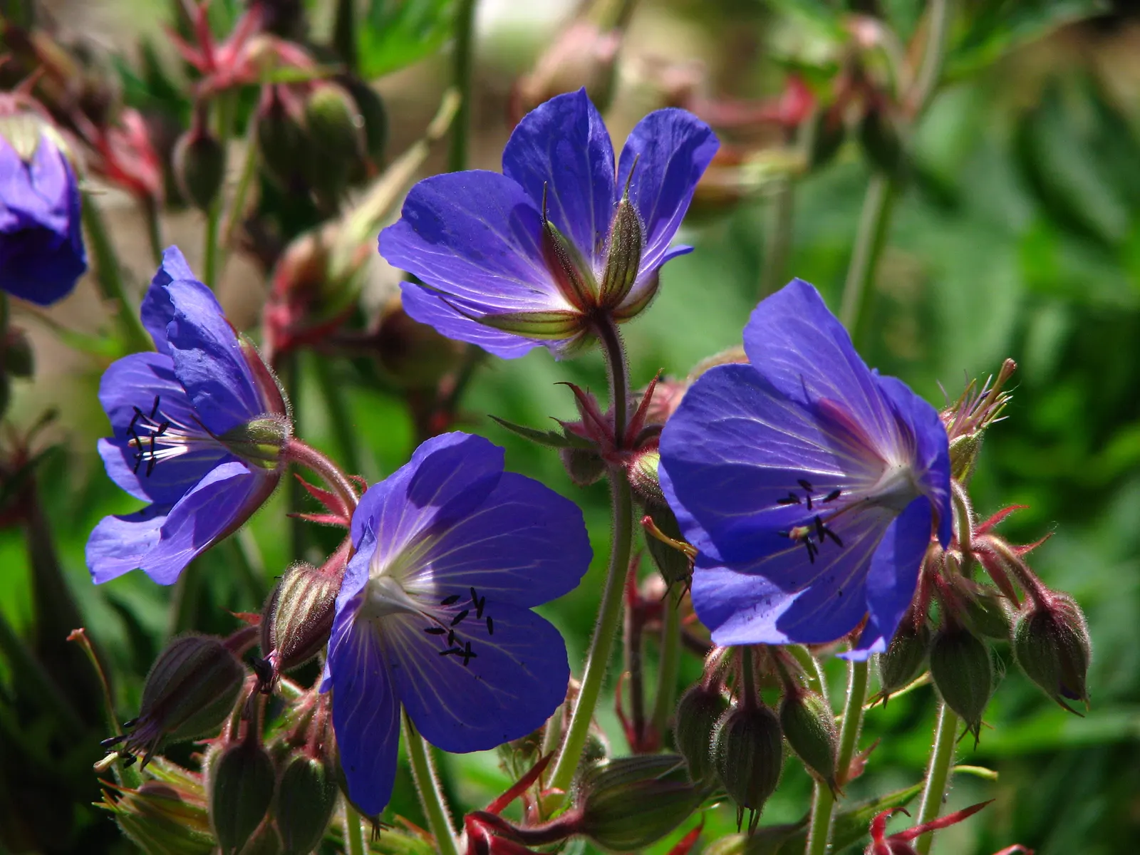 Johnson's Blue Cranesbill (Geranium 'Johnson's Blue') — It presents a vigorous spreading habit