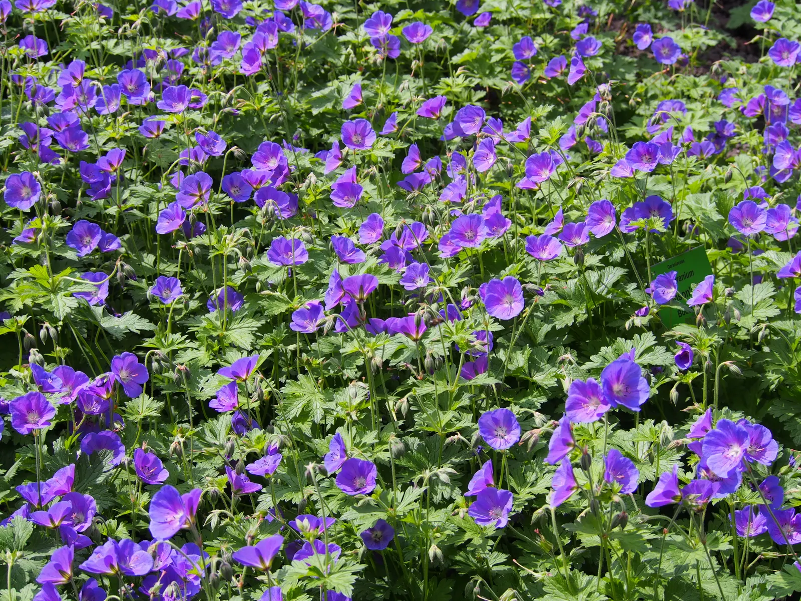 Johnson's Blue Cranesbill (Geranium 'Johnson's Blue') — while generally being resistant to deer and rabbit predation