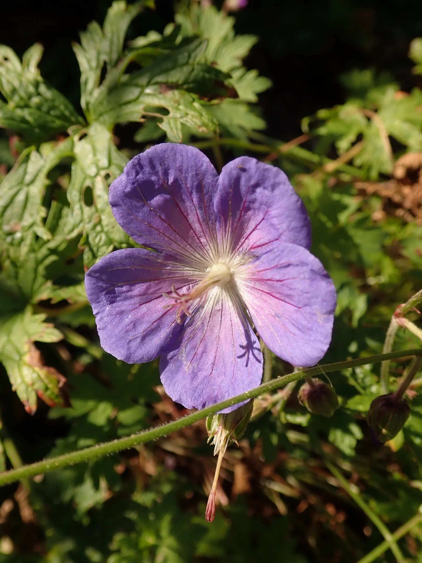 Johnson's Blue Cranesbill (Geranium 'Johnson's Blue') — yet retains a compact size; making it a reliable choice for various landscape designs