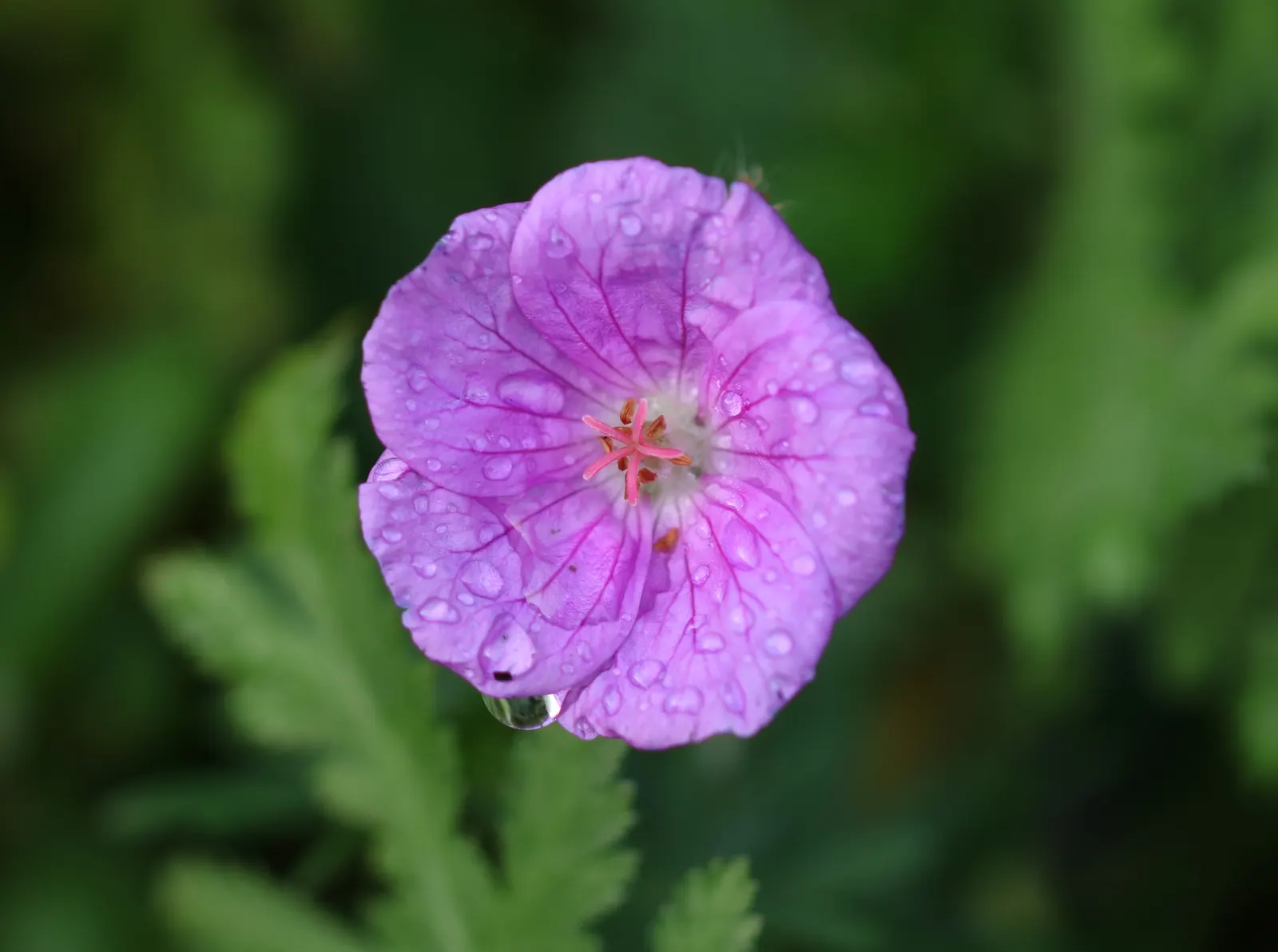 Johnson's Blue Cranesbill (Geranium 'Johnson's Blue') — yet retains a compact size