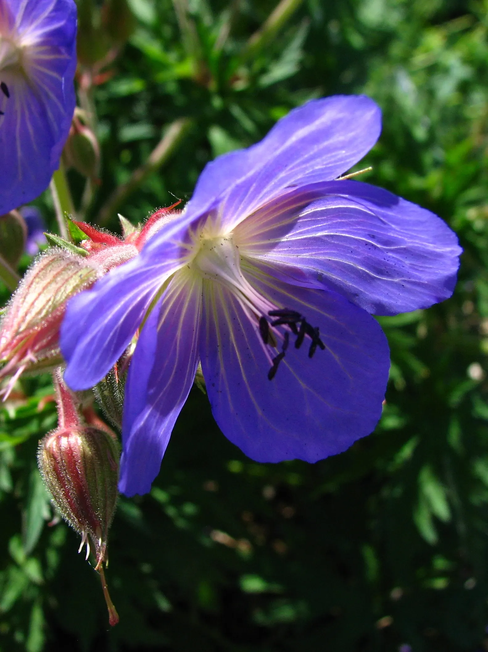 Johnson's Blue Cranesbill (Geranium 'Johnson's Blue') — The foliage of Geranium 'Johnson's Blue' is equally noteworthy; the deeply-lobed