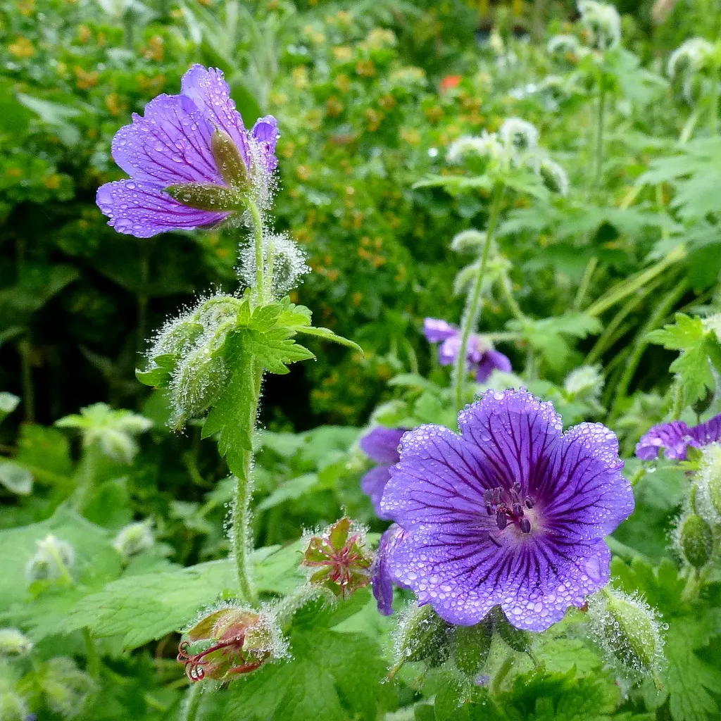 Johnson's Blue Cranesbill (Geranium 'Johnson's Blue') — making it a reliable choice for various landscape designs
