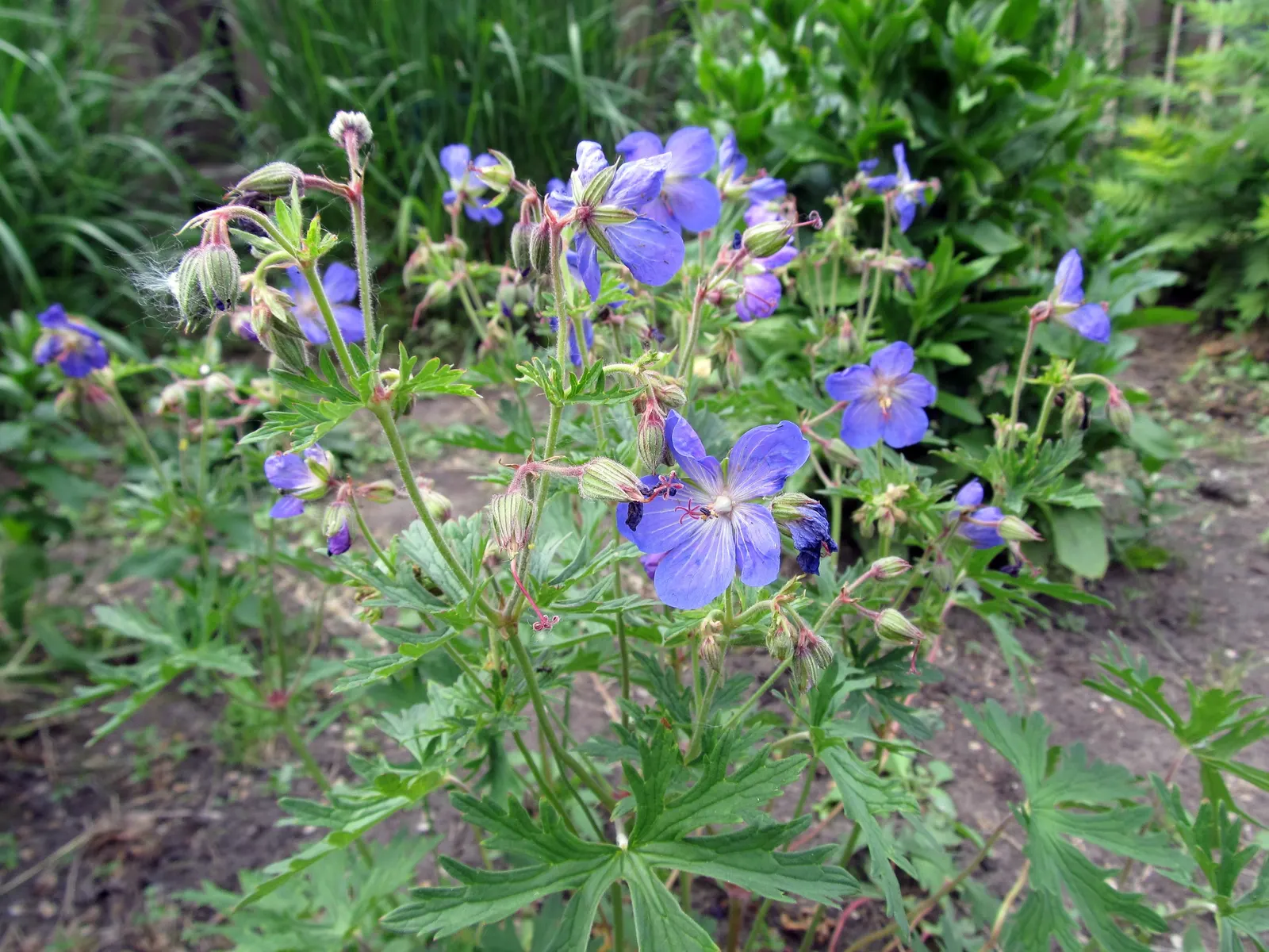 Johnson's Blue Cranesbill (Geranium 'Johnson's Blue') — Its mound-forming habit reaches about 18 inches in height and 24 inches in width; it favors