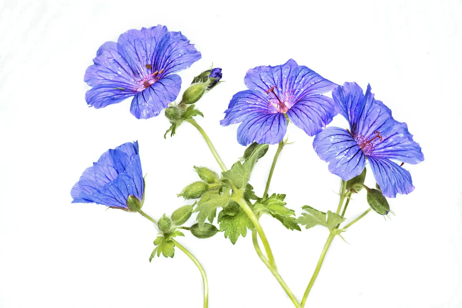Johnson's Blue Cranesbill (Geranium 'Johnson's Blue') — is a perennial flowering plant esteemed for its striking; cut back after the first flush to encourage