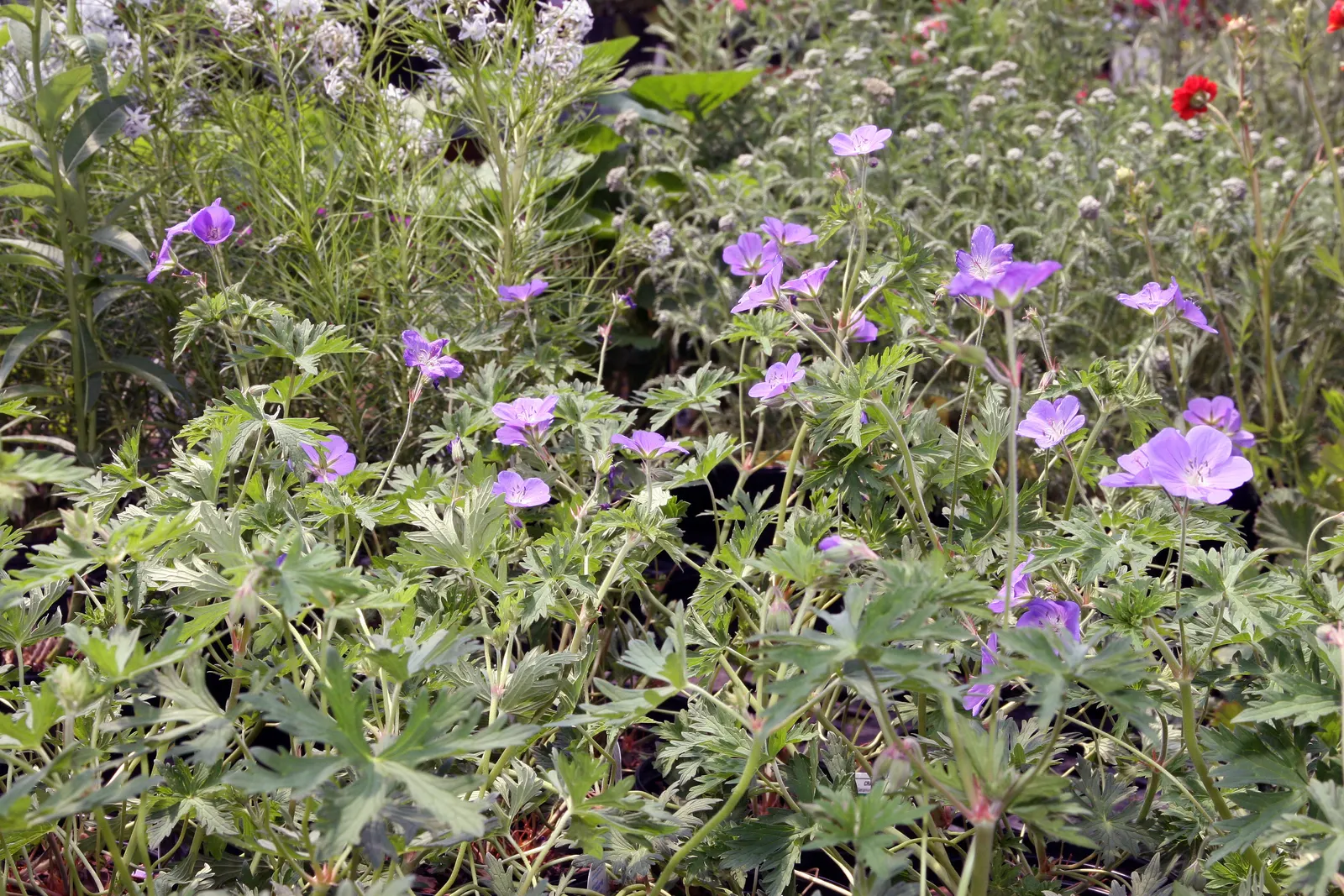 Johnson's Blue Cranesbill (Geranium 'Johnson's Blue') — commonly referred to as Johnson's Blue Cranesbill; blue and violet flowers in the garden