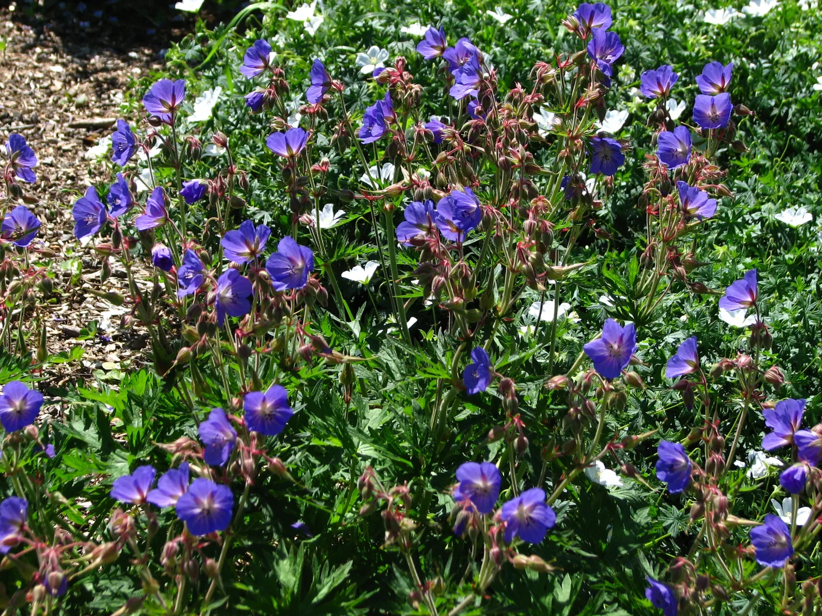 Johnson's Blue Cranesbill (Geranium 'Johnson's Blue') — and sporadically continuing until the first frost if deadheaded regularly