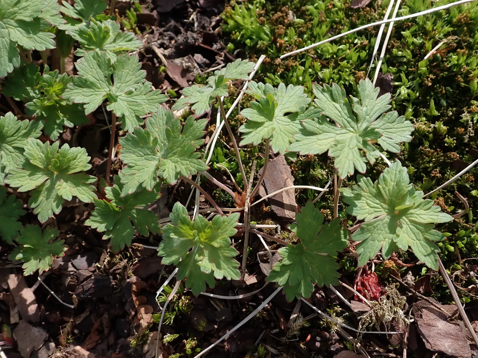 Johnson's Blue Cranesbill (Geranium 'Johnson's Blue') — Its mound-forming habit reaches about 18 inches in height and 24 inches in width