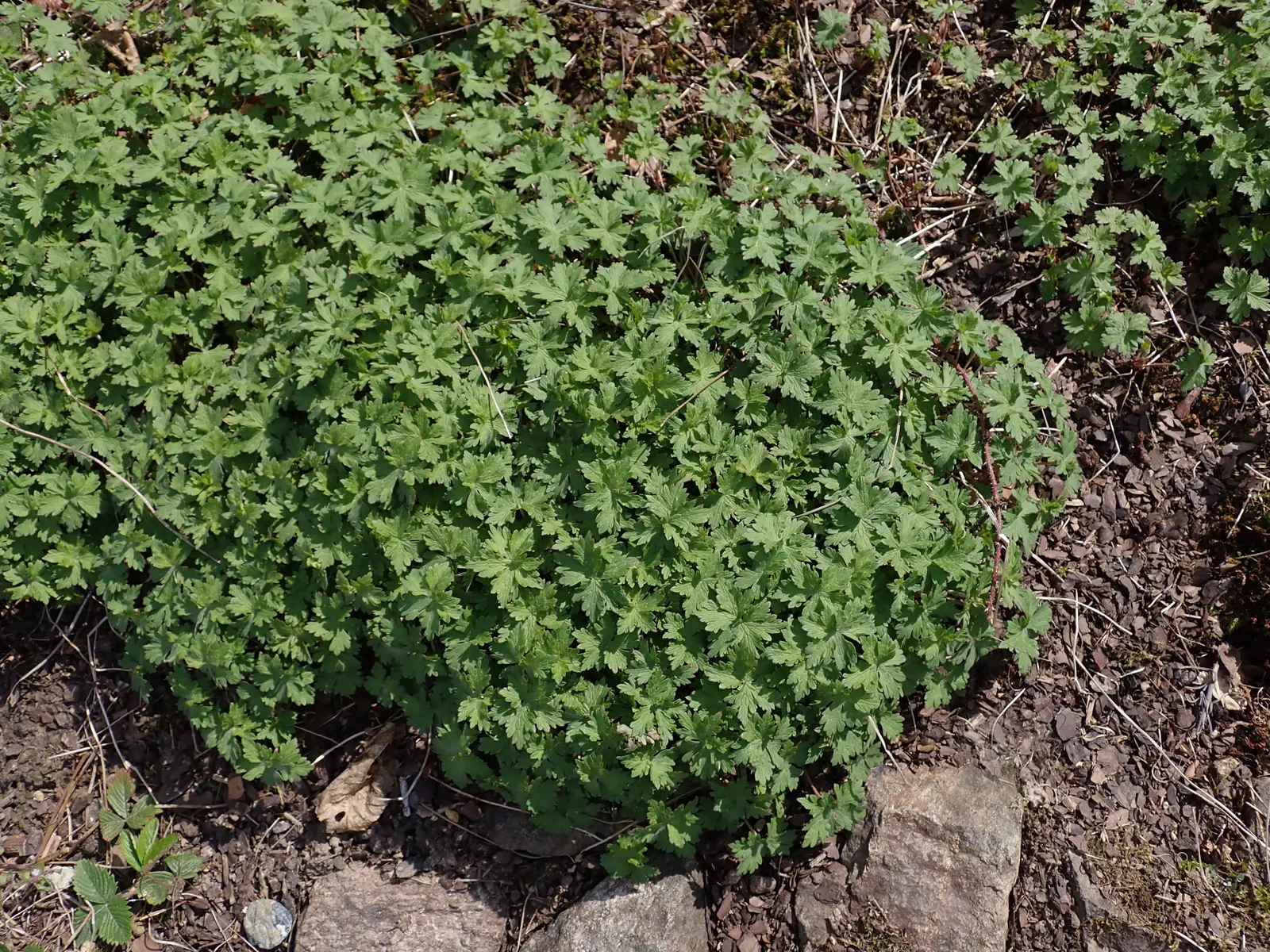 Johnson's Blue Cranesbill (Geranium 'Johnson's Blue') — The Geranium 'Johnson's Blue' is a perennial showcasing vivid periwinkle-blue flowers with, image 25