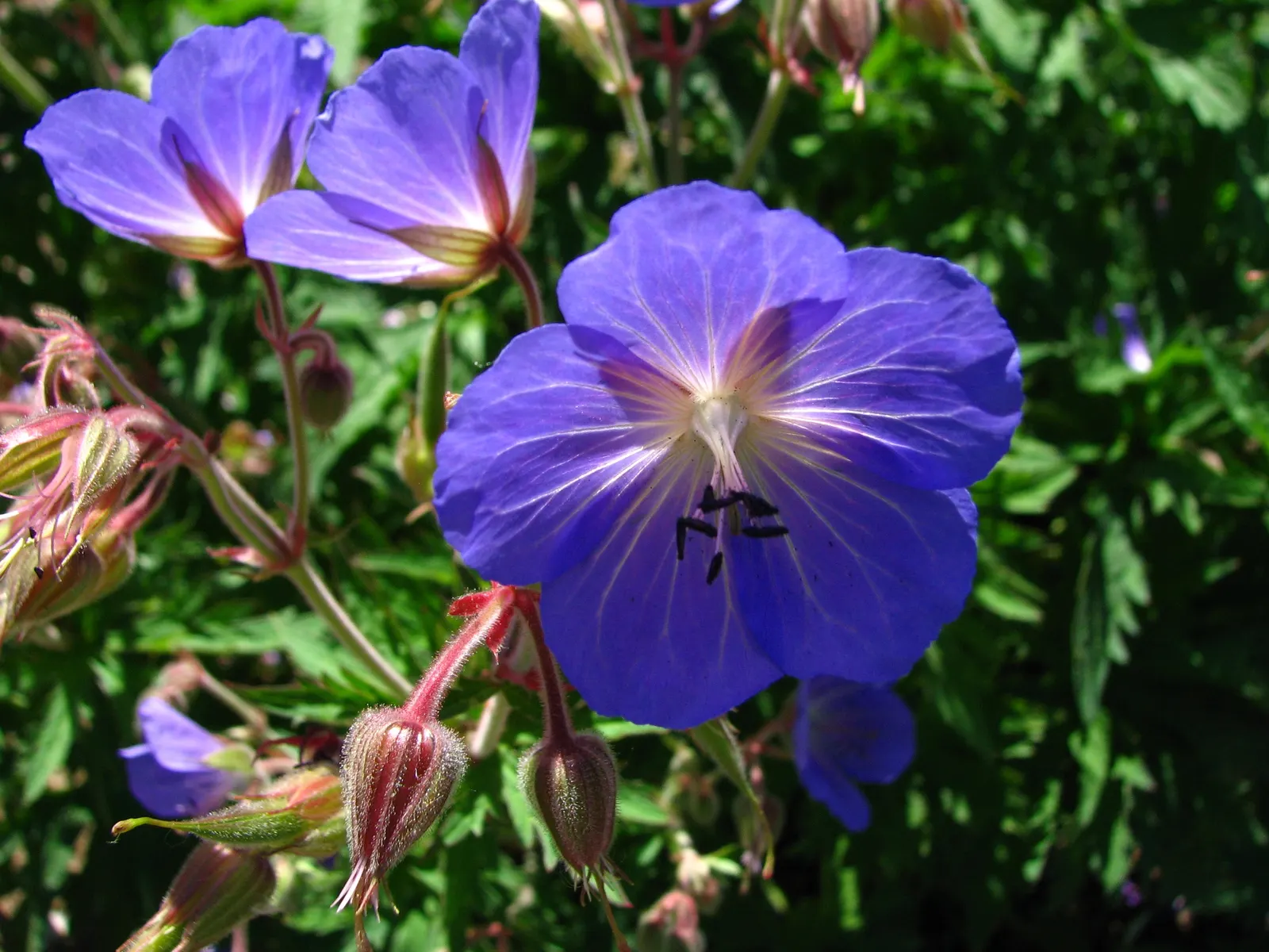 Johnson's Blue Cranesbill (Geranium 'Johnson's Blue') — is a perennial flowering plant esteemed for its striking
