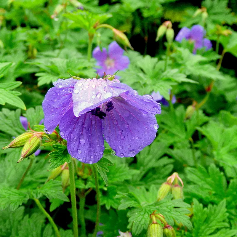 Johnson's Blue Cranesbill (Geranium 'Johnson's Blue') — Each flower consists of five rounded petals, creating a delicate cup-like form