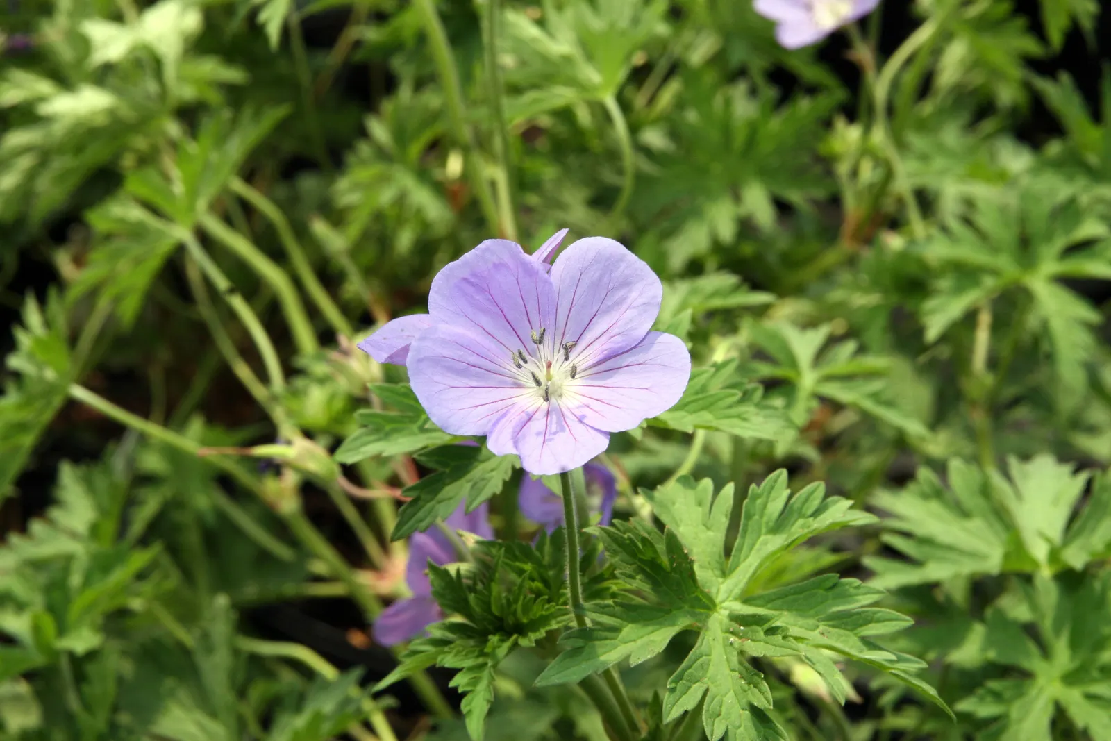 Johnson's Blue Cranesbill (Geranium 'Johnson's Blue') — This hardy cranesbill thrives in full sun to part shade and blooms profusely in late spring to early