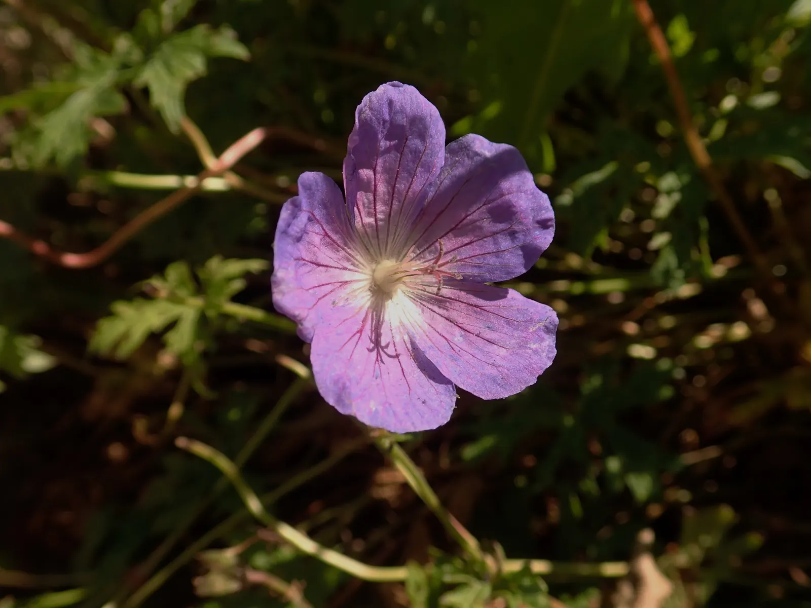 Johnson's Blue Cranesbill (Geranium 'Johnson's Blue') — ground cover / perennial for full or half