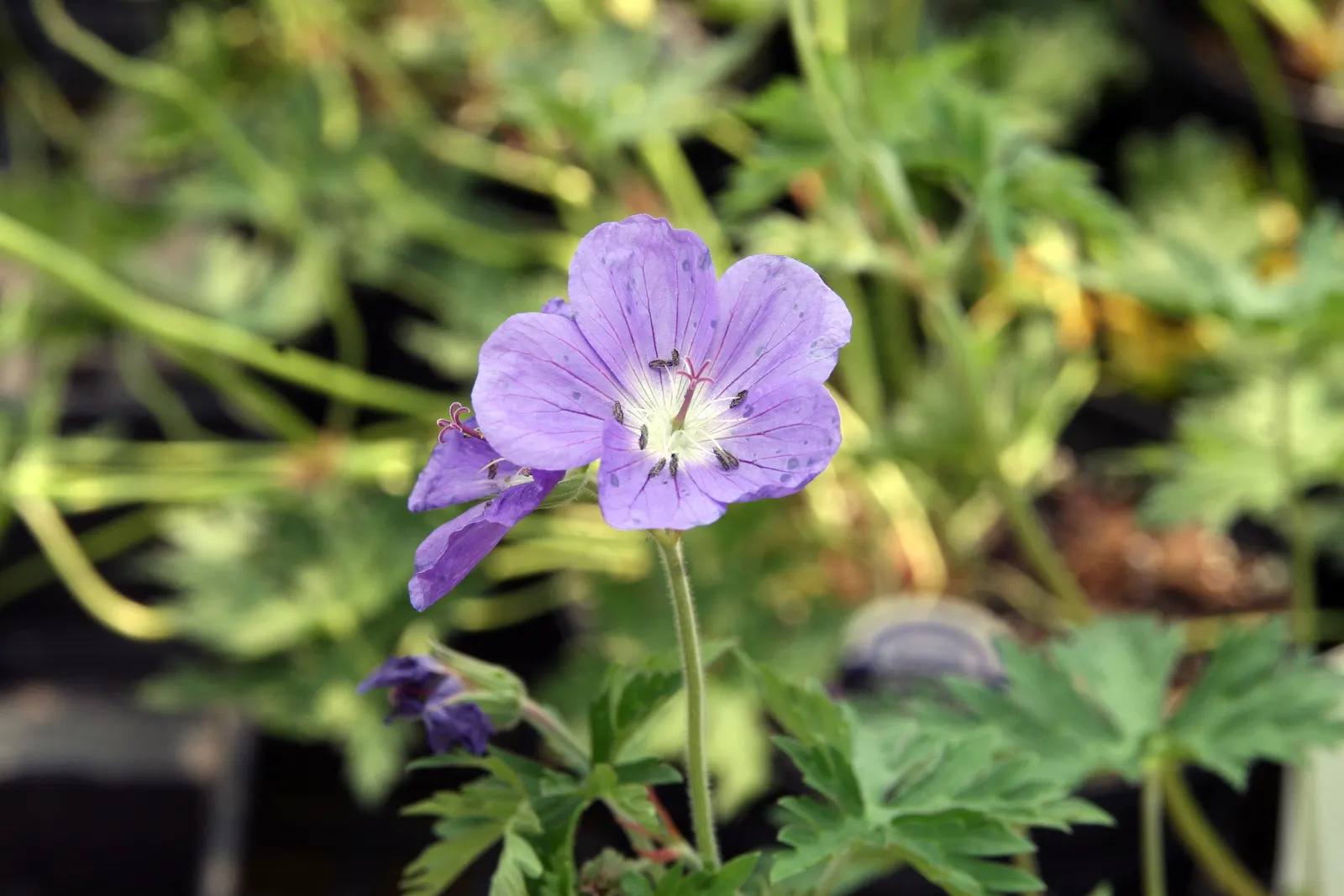 Johnson's Blue Cranesbill (Geranium 'Johnson's Blue') — ground cover / perennial with blue and violet blooms