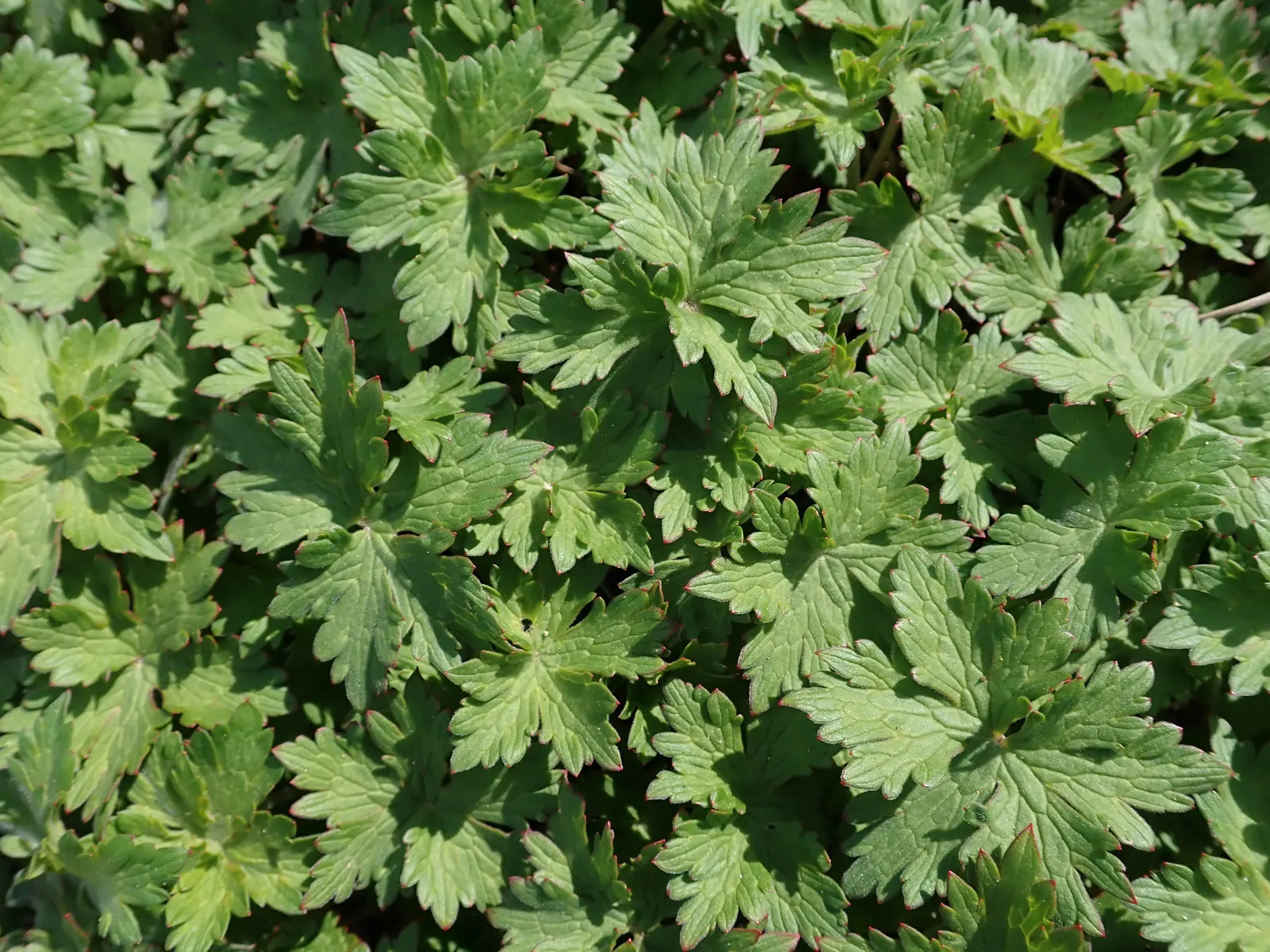 Johnson's Blue Cranesbill (Geranium 'Johnson's Blue') — Ideal for borders, it offers a low-maintenance, pollinator-friendly option; light green leaves often