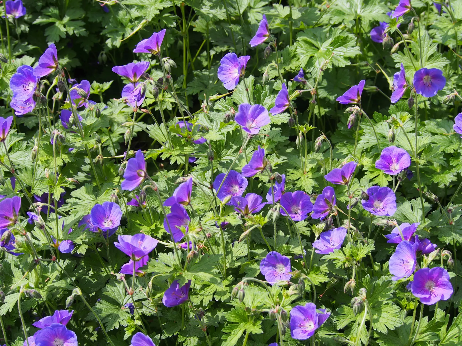 Johnson's Blue Cranesbill (Geranium 'Johnson's Blue') — It favors well-drained soil and demonstrates moderate drought tolerance once established