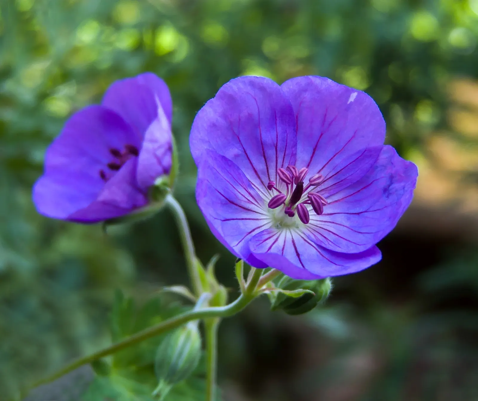 Johnson's Blue Cranesbill (Geranium 'Johnson's Blue') — Its versatility allows it to be used in borders
