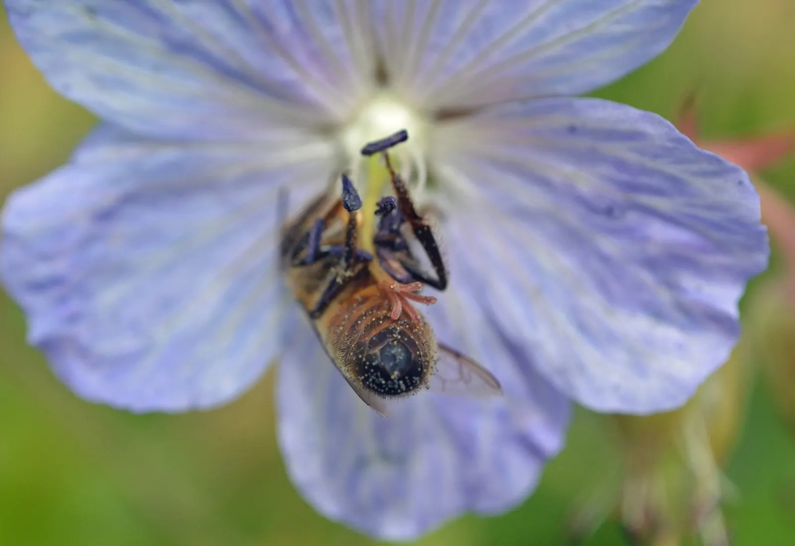 Johnson's Blue Cranesbill (Geranium 'Johnson's Blue') — This hardy cranesbill thrives in full sun to part shade and blooms profusely in late spring, image 28
