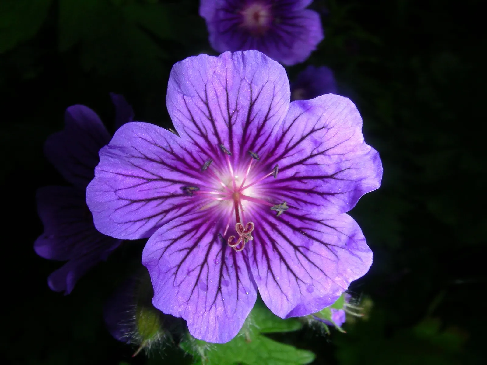 Johnson's Blue Cranesbill (Geranium 'Johnson's Blue') — spanning up to 2 inches across; with blossoms appearing from late spring to early summer