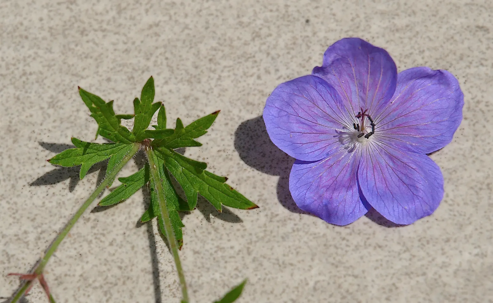 Johnson's Blue Cranesbill (Geranium 'Johnson's Blue') — It presents a vigorous spreading habit; and sporadically continuing until the first frost if deadheaded