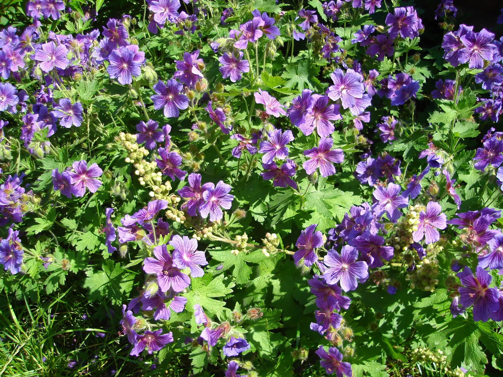 Johnson's Blue Cranesbill (Geranium 'Johnson's Blue') — Ideal for borders, it offers a low-maintenance, pollinator-friendly option
