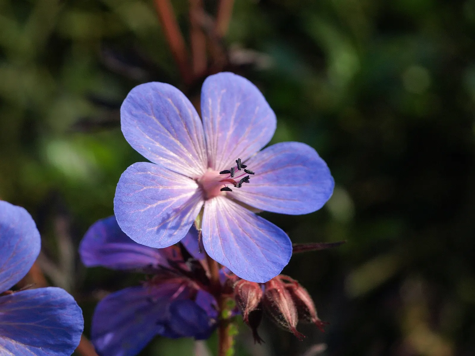 Johnson's Blue Cranesbill (Geranium 'Johnson's Blue') — this adaptable plant thrives in full sun to partial shade