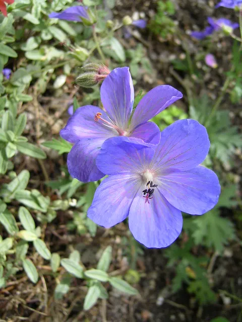 Johnson's Blue Cranesbill (Geranium 'Johnson's Blue') — with blossoms appearing from late spring to early summer; spanning up to 2 inches across